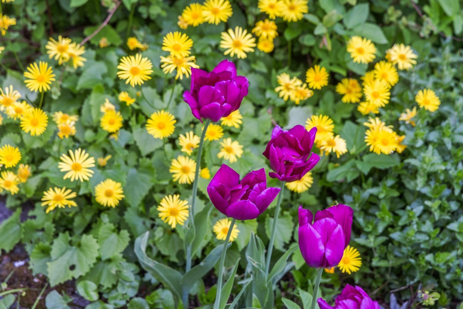 Detaljer Galleribilde