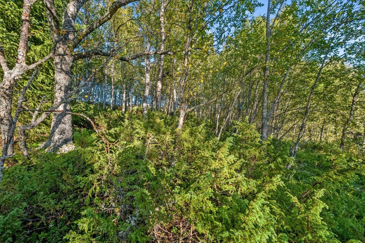 Naturtomt med stedets vegetasjon Galleribilde