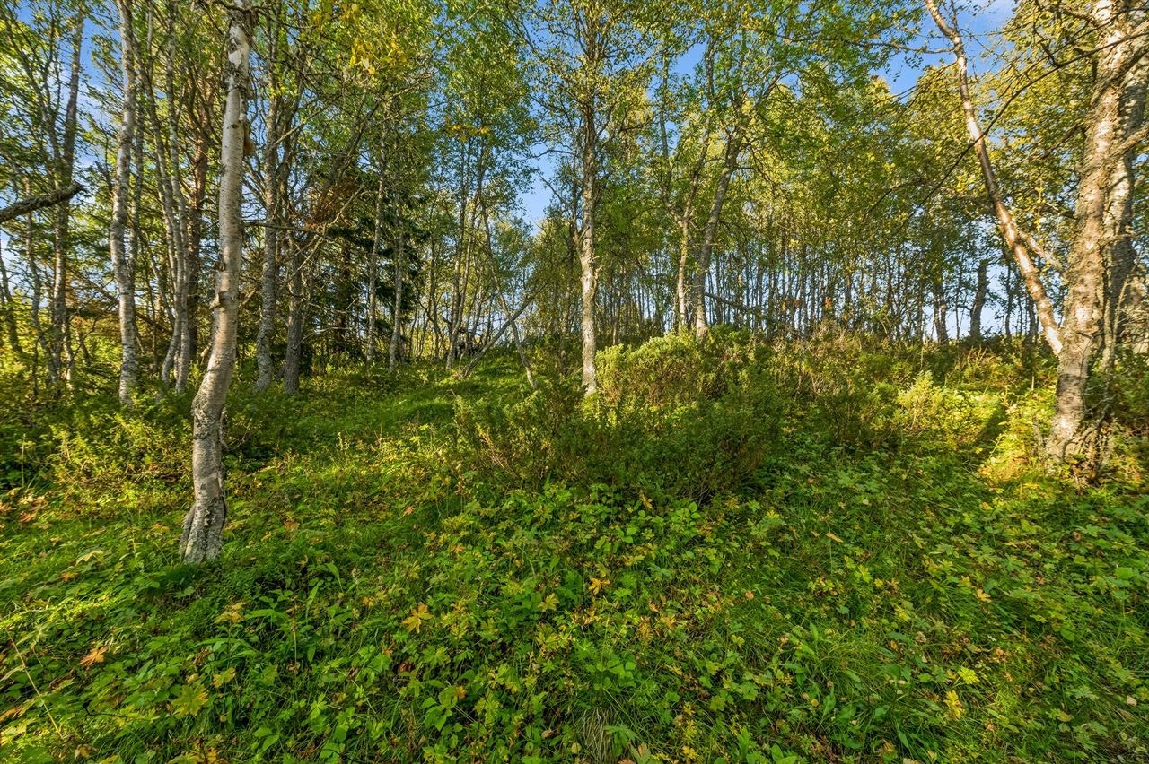 Fin naturtomt og skogområder på tomten Galleribilde