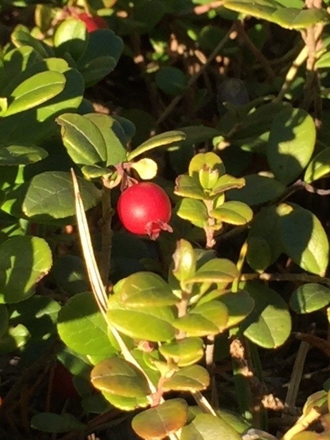 Naturen har mye å gi, her er et lite eksempel hva du kan finn ei området Galleribilde