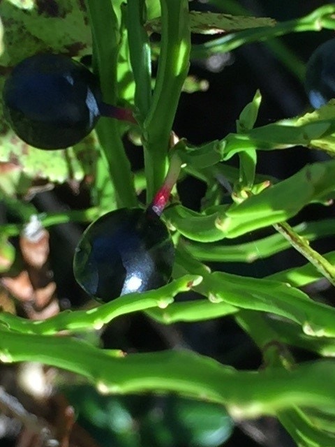 Liker du ikke de røde? Her er de blå:) Galleribilde