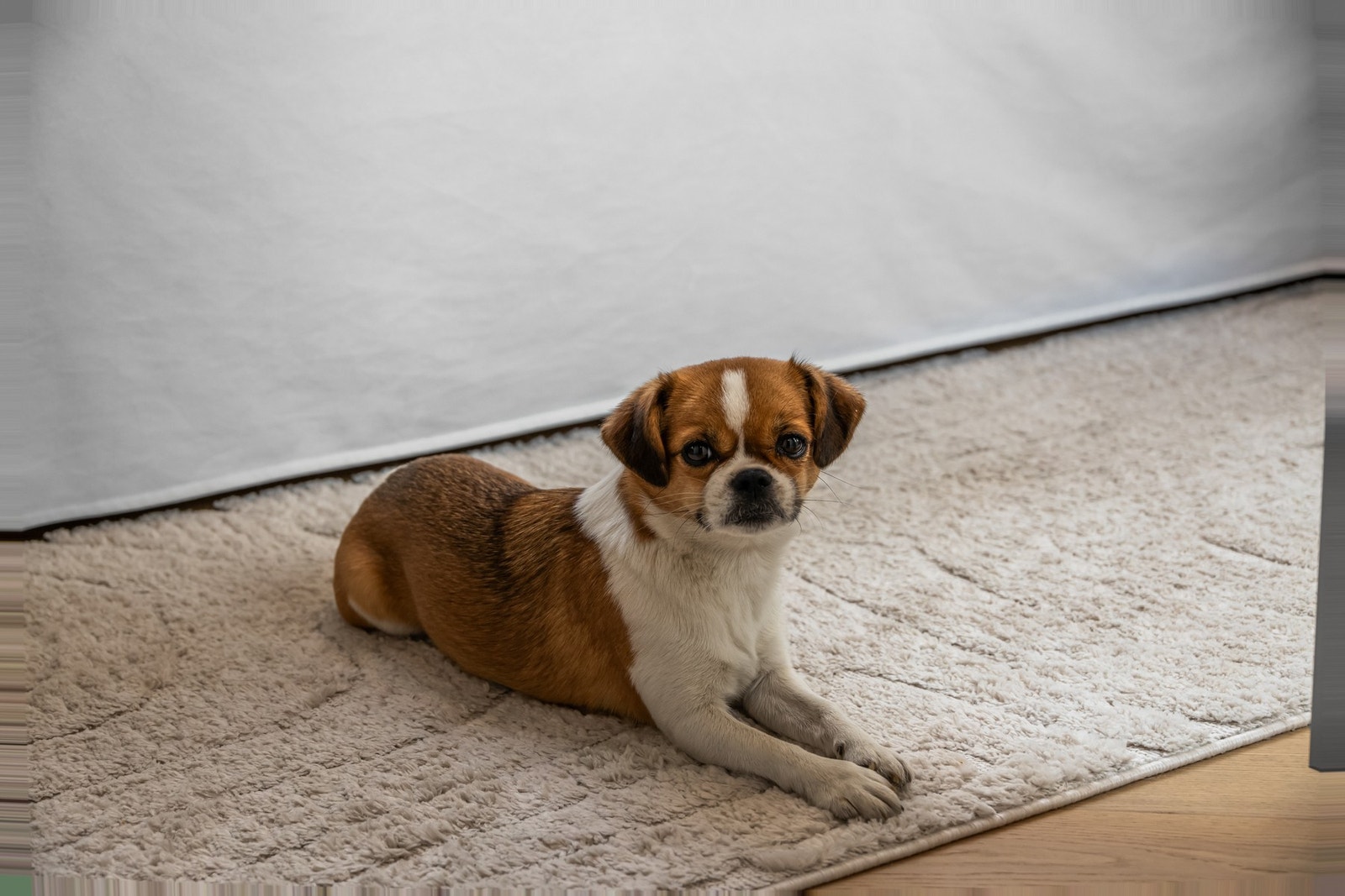 Med nærhet til Akerselva og andre grønne lunger like utenfor døren er Sagene et fint sted for firbente Galleribilde