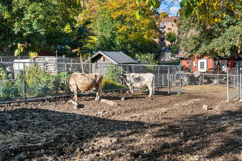 Kampen gård er et sted der barn kan leke, lære, slappe av og få erfaringer- Et perfekt sted å ta med hele familien Galleribilde