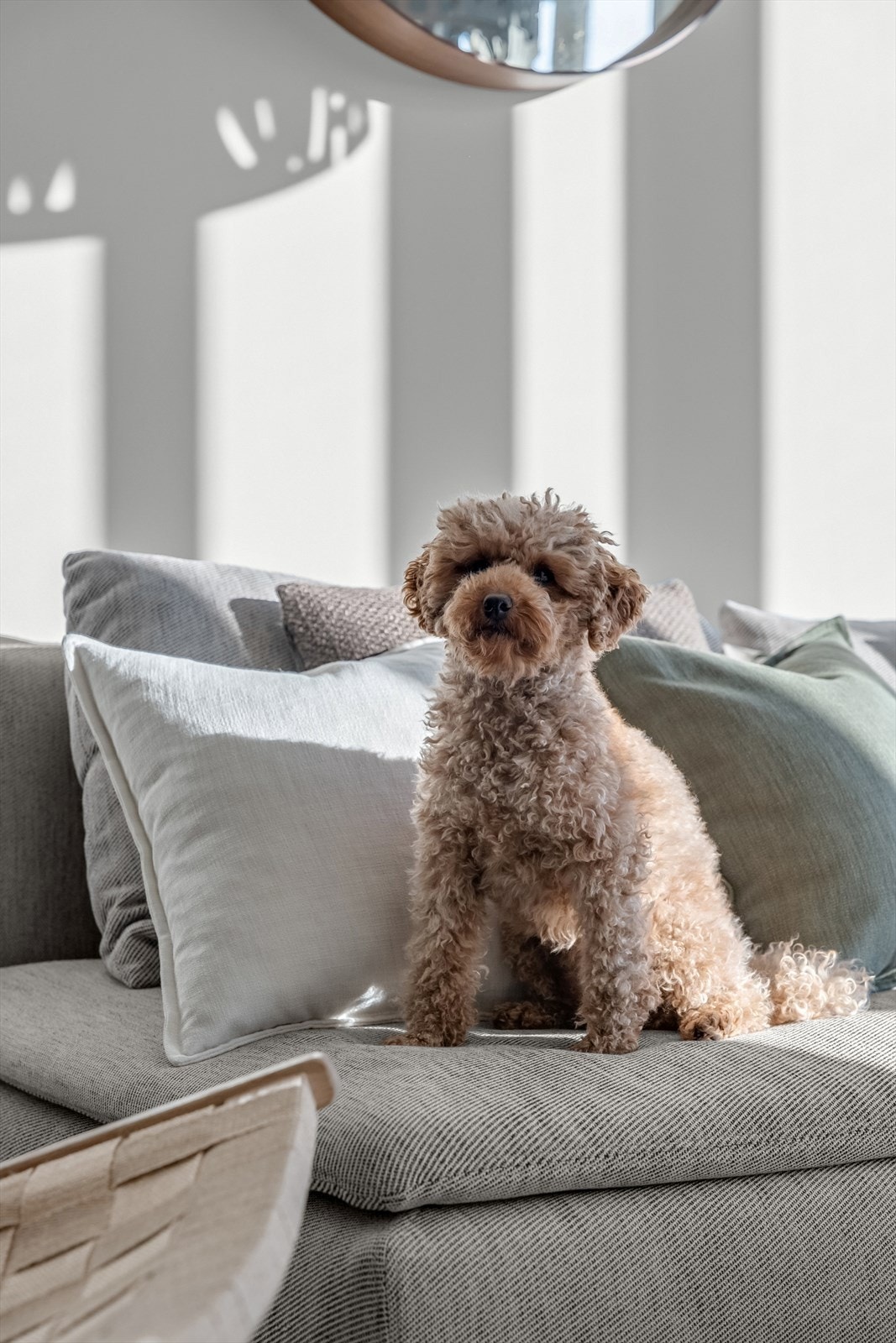 Boligen har en egen inngjerdet hundegård i bakgården, perfekt for firbente familiemedlemmer! Galleribilde