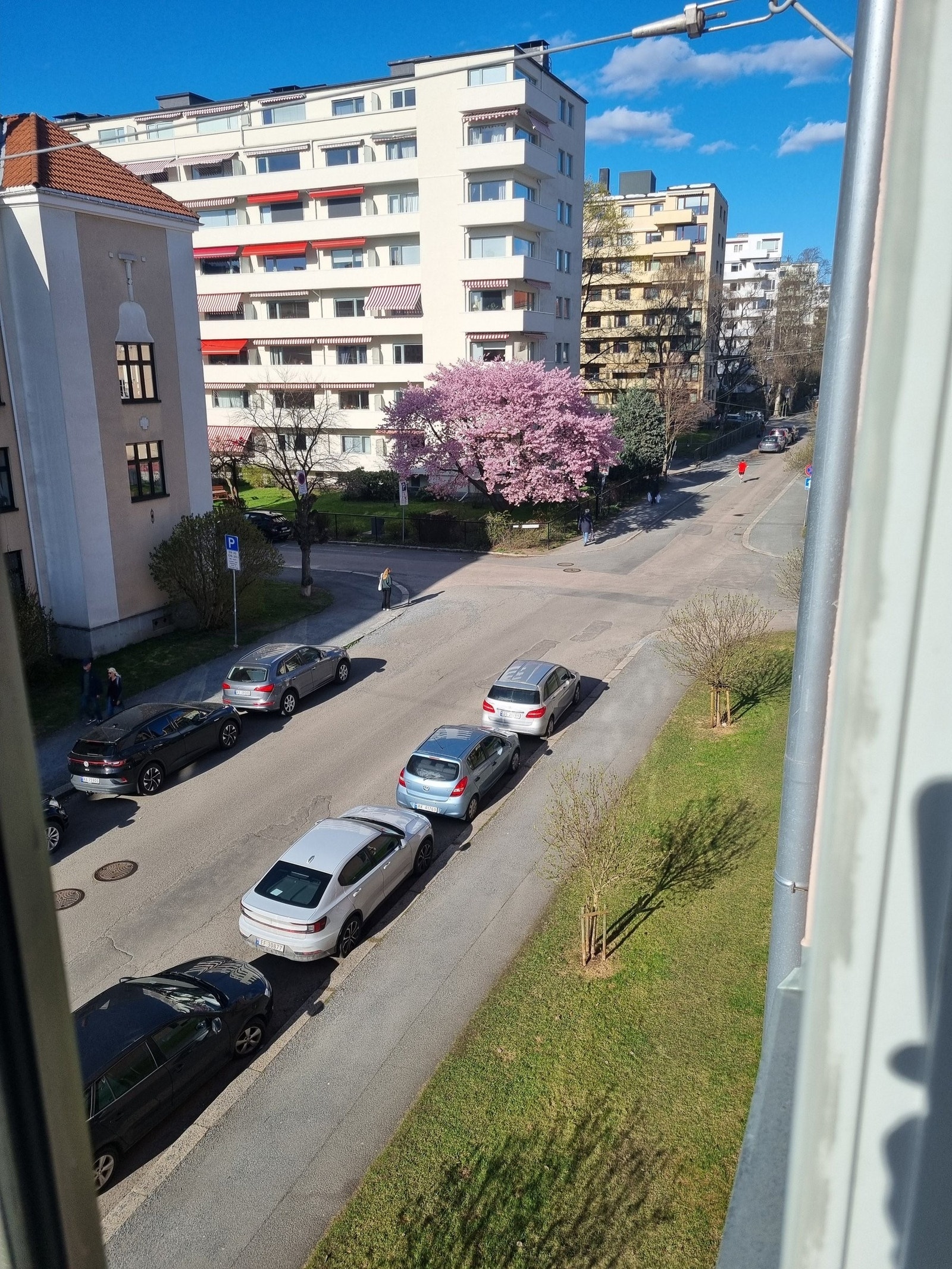 Trenger ikke å dra til Japan. Cherry blossom utenfor kjøkken og stuevinduene. Galleribilde