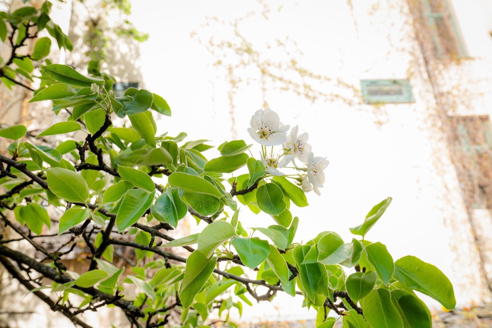Bakgården er lukket med port ut mot gaten og har sykkelparkering. Galleribilde