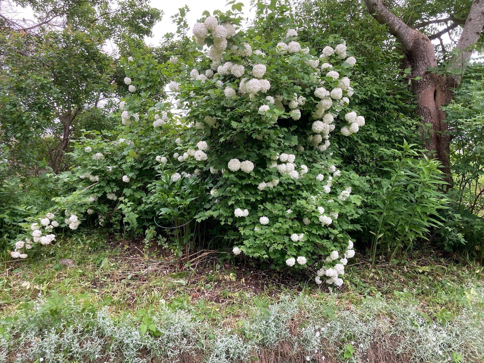 Mange nydelige blomster Galleribilde