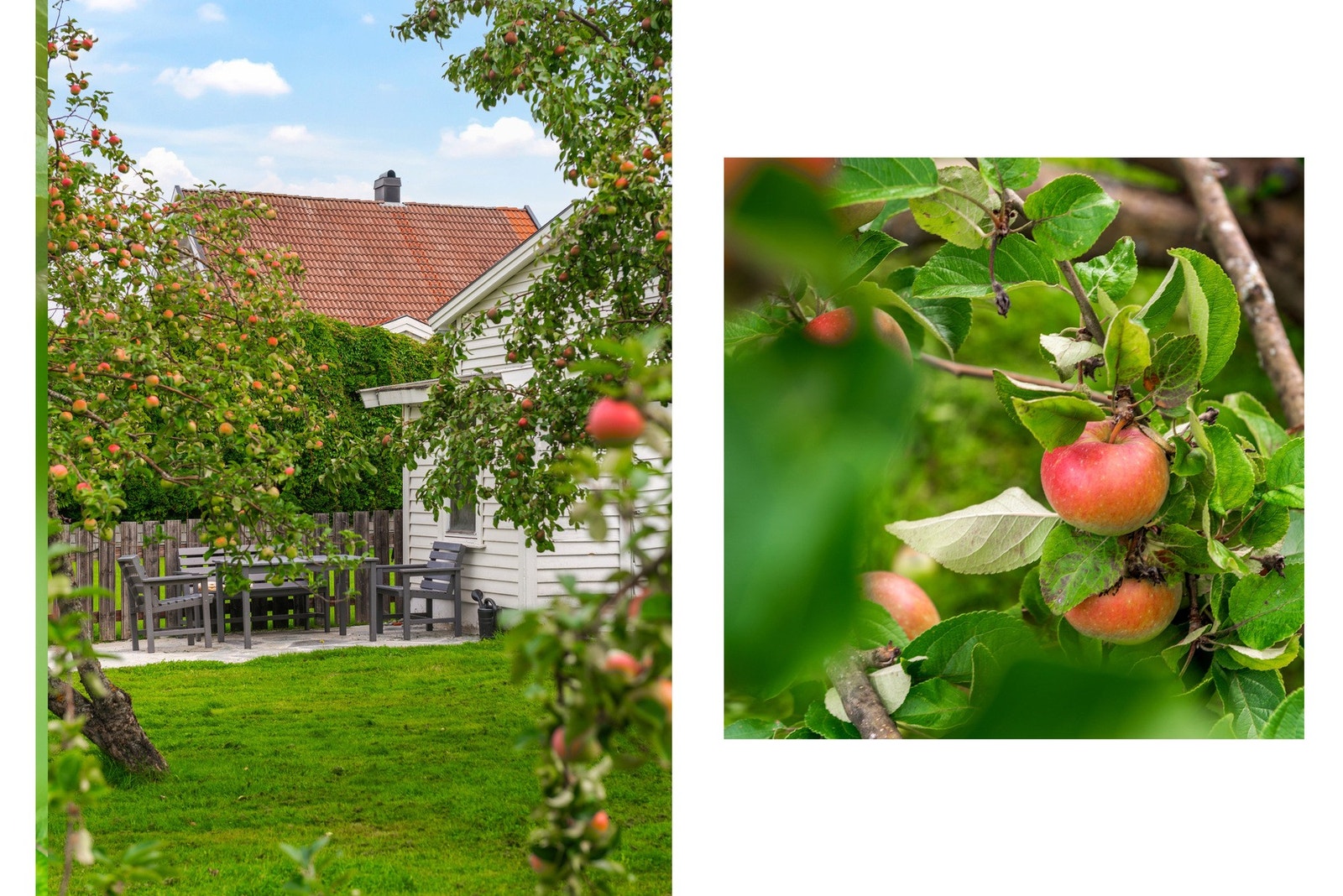 Diverse hage Galleribilde