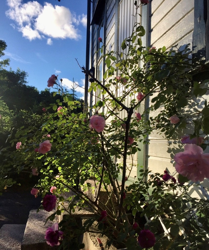 Mange flotte blomsterbed Galleribilde