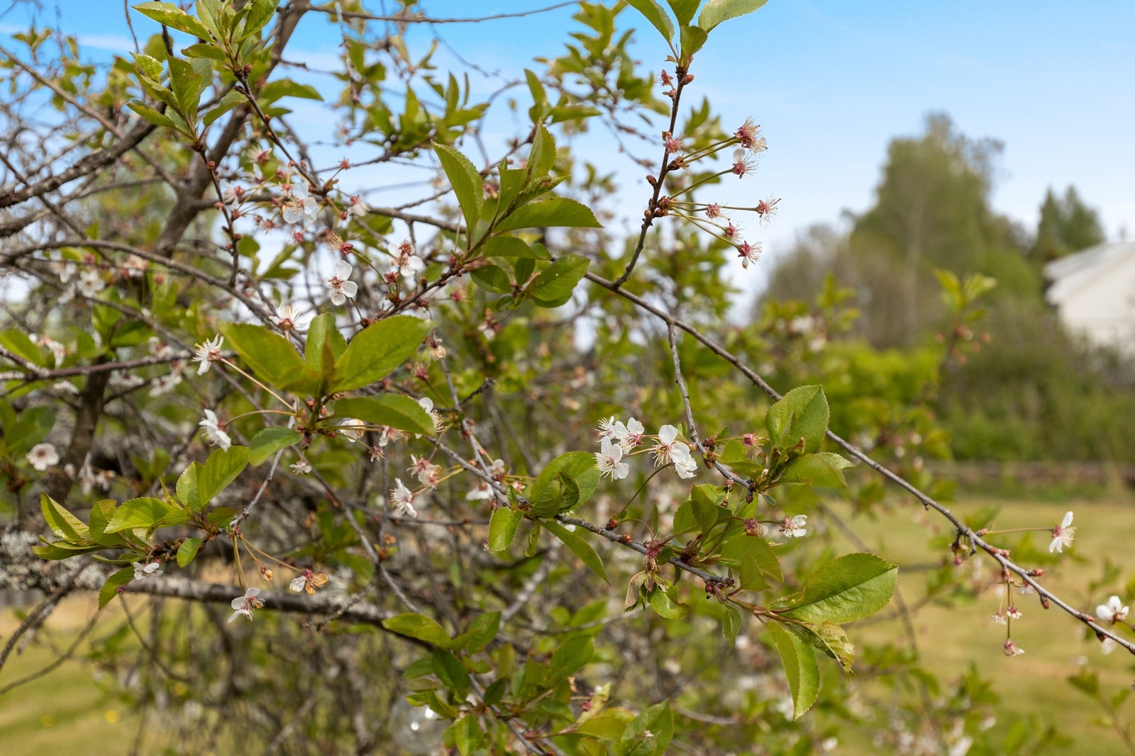 Fin beplantning på tomten. Galleribilde