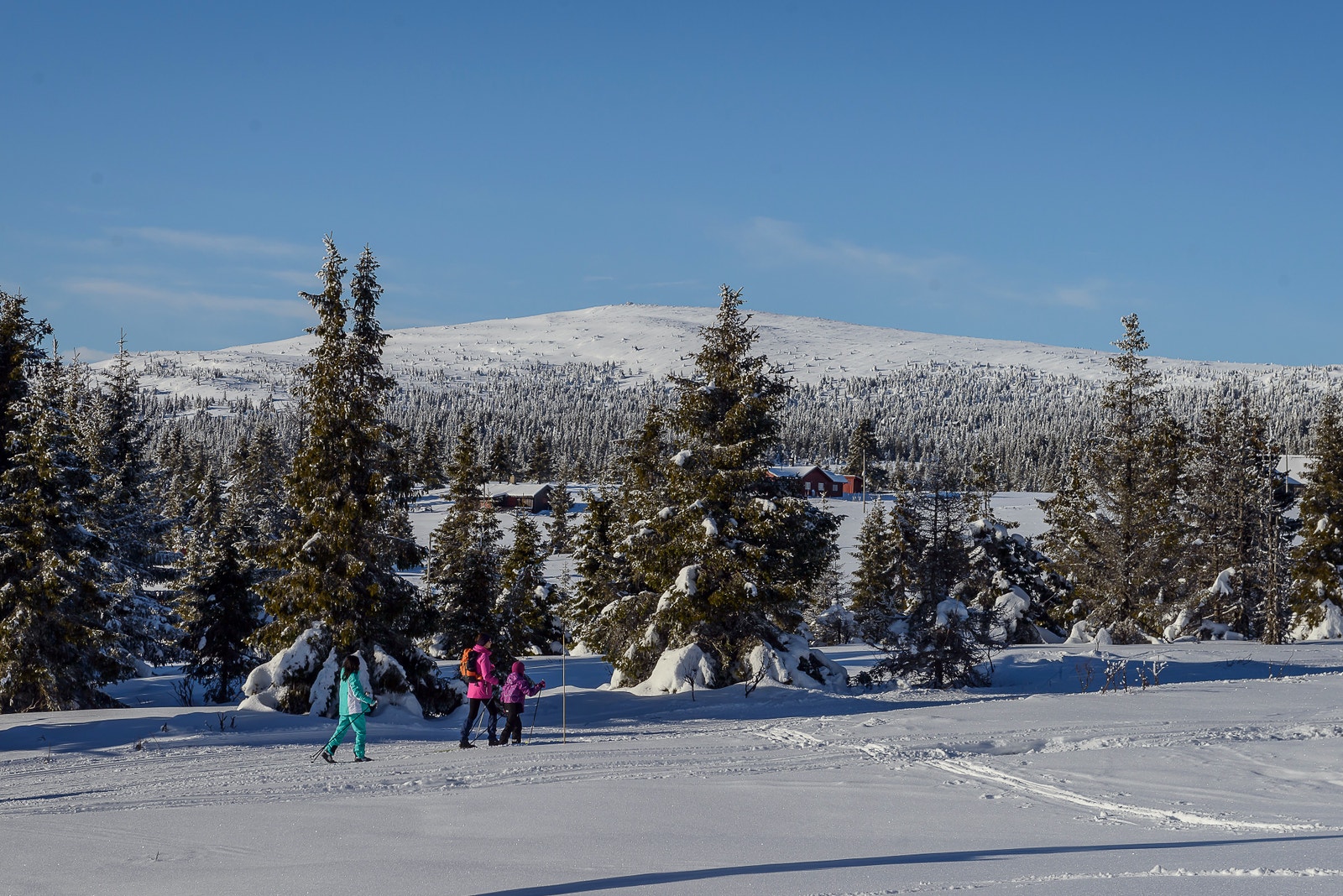 umiddelbar nærhet til fjell og skogsterreng Galleribilde