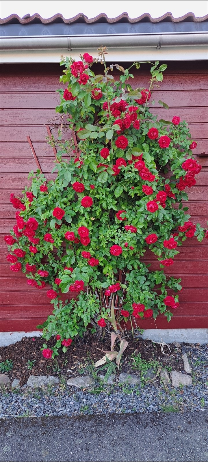 Frodige rosebusker i hagen. Selgers eget bilde Galleribilde