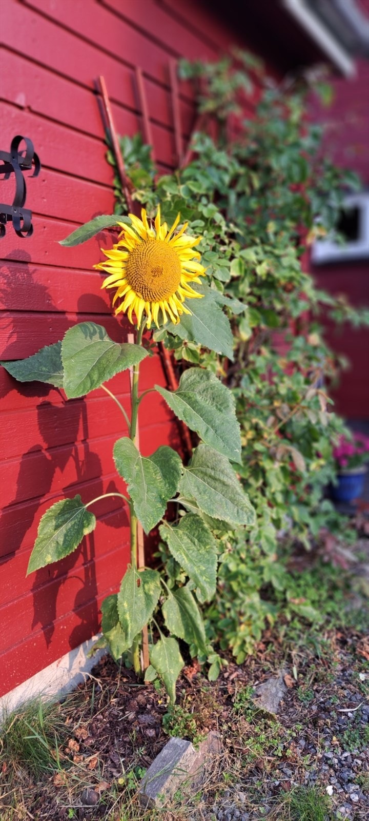 Solsikken smiler og ønsker deg velkommen. Selgers eget bilde Galleribilde