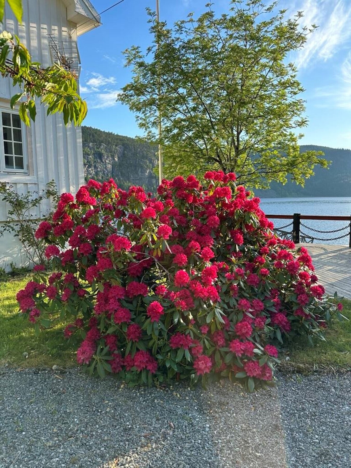 Selgers egne sommerbilder. Galleribilde