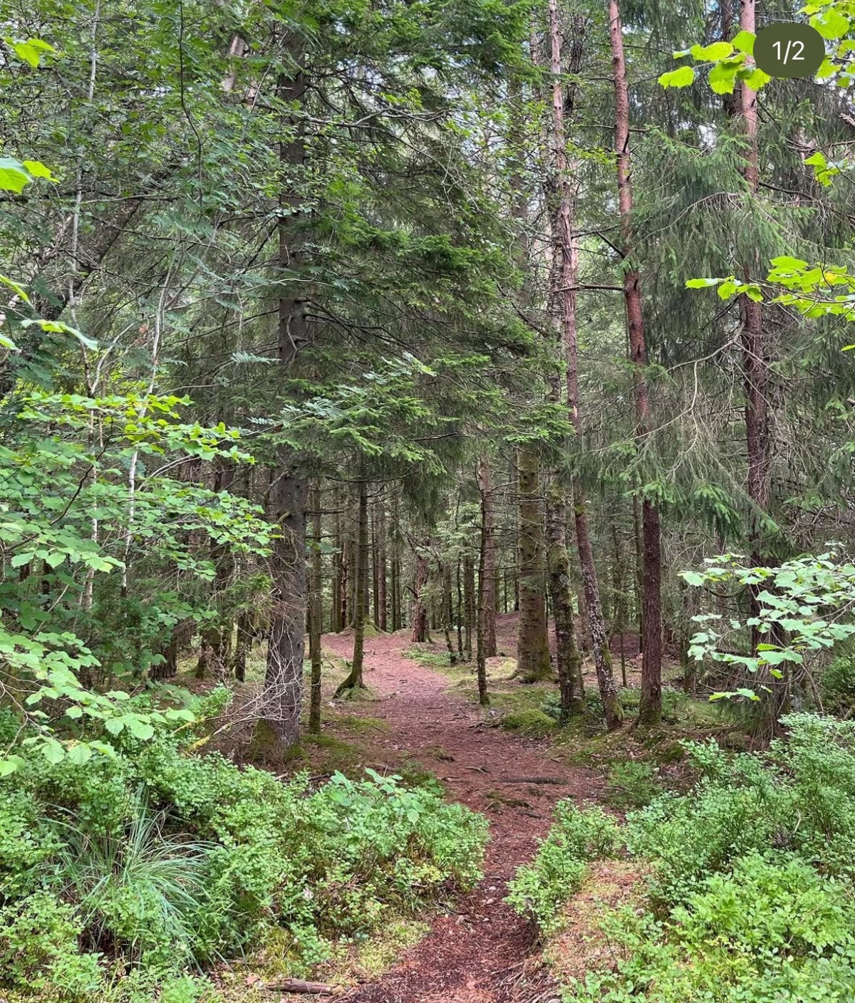 Pallestien slynger seg gjennom skog og mark - perfekt for en ettermiddagstur. Galleribilde