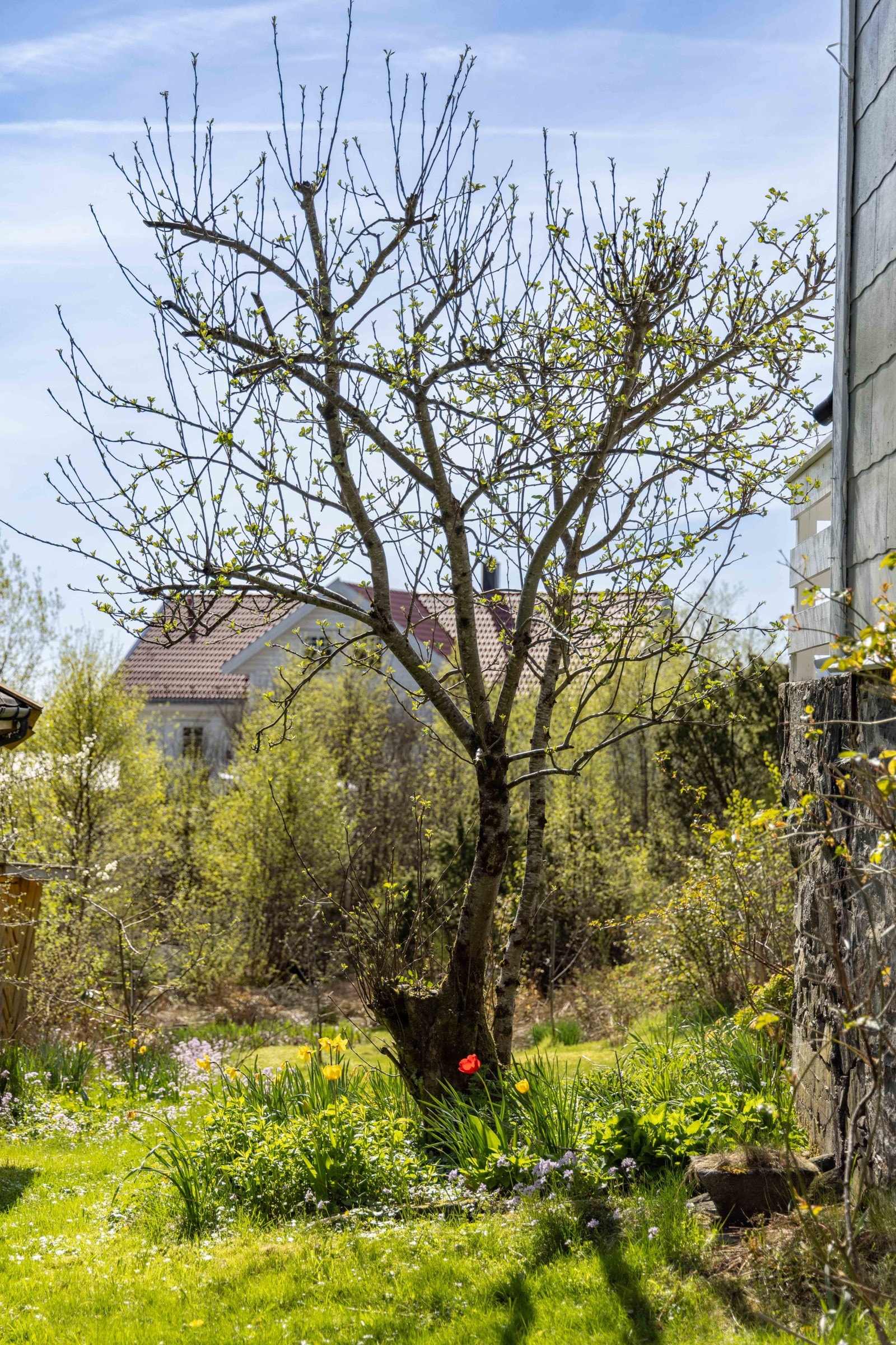 Nydelige frukttrær, frostrøde jordbær, grønne plener og blomstrende bed - her er det rom for alt. Galleribilde