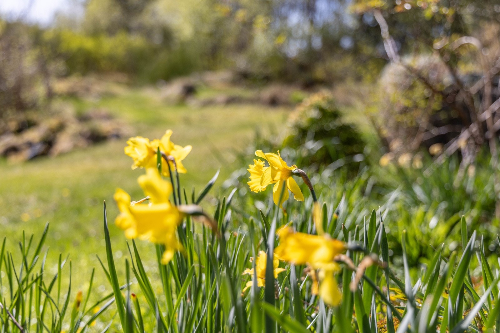 En hage for barneføtter, et hjem for sommersmil. Galleribilde