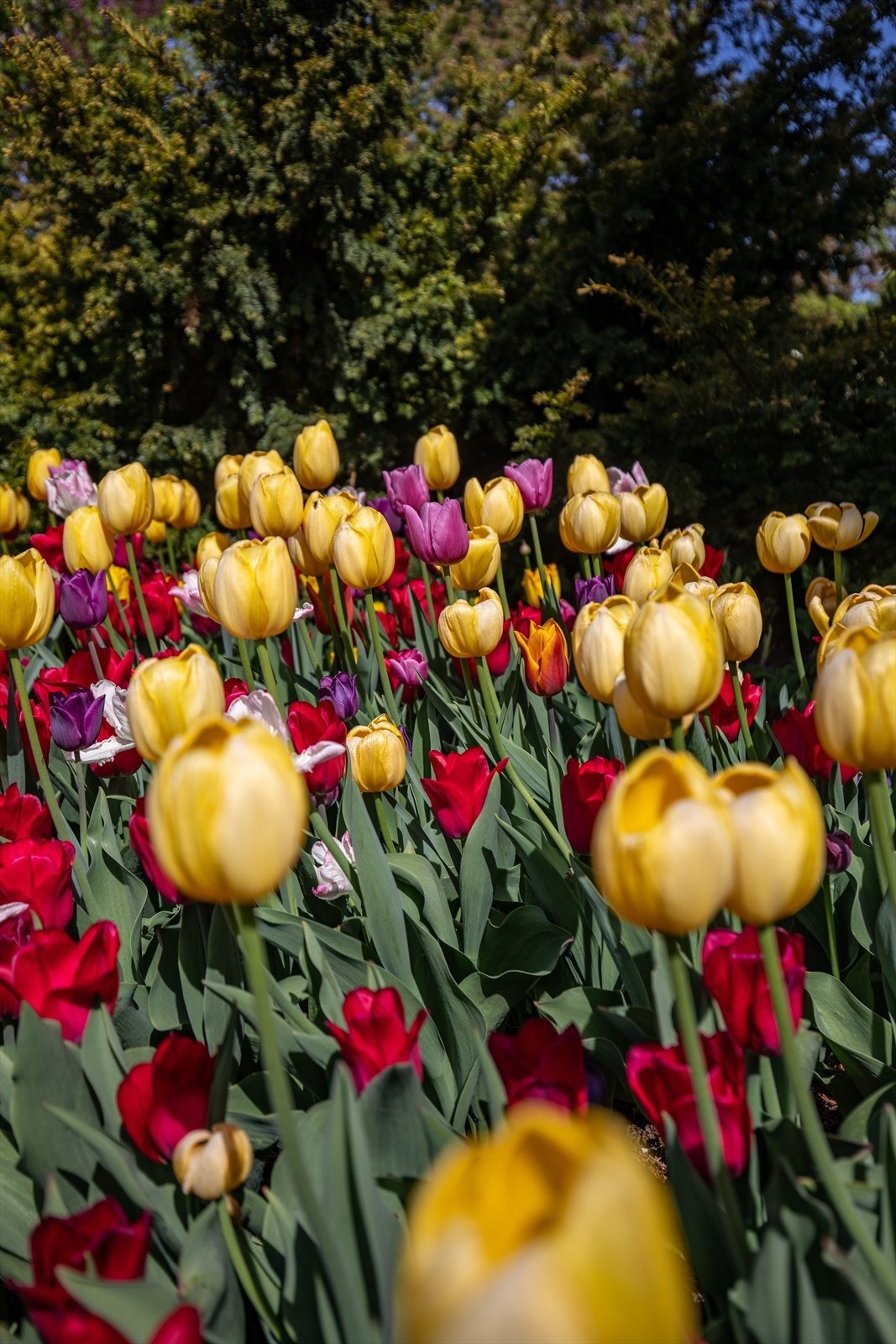 Leiligheten har en sentralt beliggenhet i et populært og veletablert boligområde på Teisen med umiddelbar nærhet til det meste en måtte trenge i hverdagen. Galleribilde