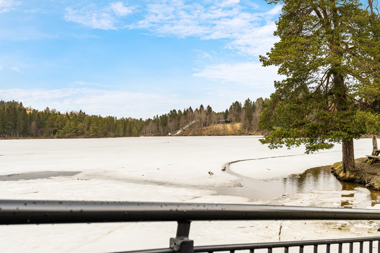 Kyvannet yrer det av liv med bading og lek på sommerhalvåret, Vinteren brøytes det skøytebane og går skispor over vannet til skiløypene Galleribilde