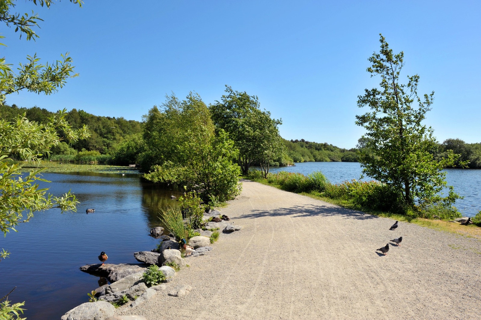 Fantastisk fint turområde rundt Mosvannet beliggende like i nærheten. Galleribilde