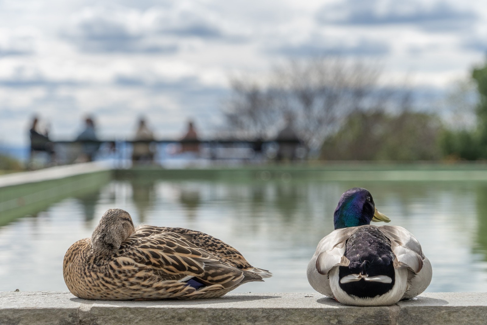 Nærområde. Galleribilde
