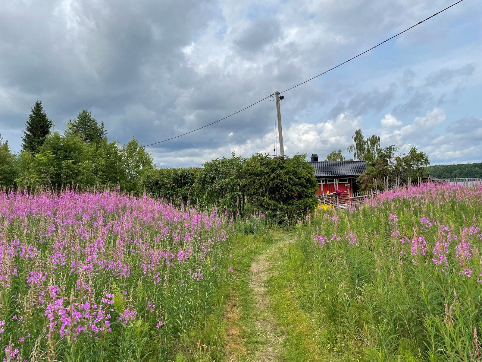 Selgers bilde Galleribilde