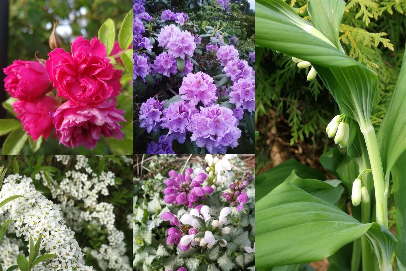 Selgers egne sommerbilder fra uteplass. Galleribilde