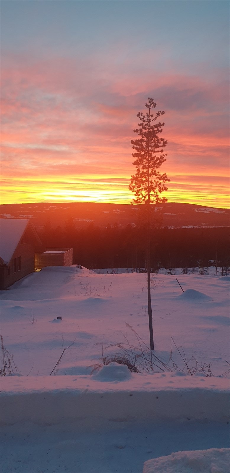 Selgers bilde Galleribilde