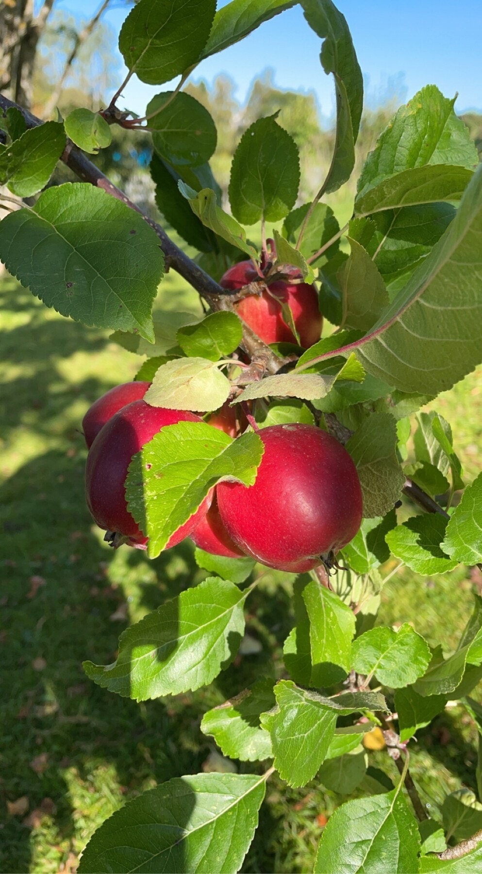 I hagen finner du bla. jordbær, bringebær, markjordbær og rabarbra, eple og plommetre. Det er også satt potet i bakhagen. Galleribilde