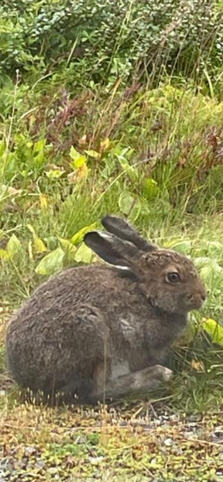 Rikt dyreliv Galleribilde