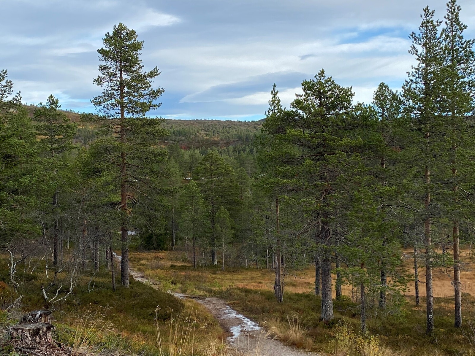 Foto fra området Galleribilde