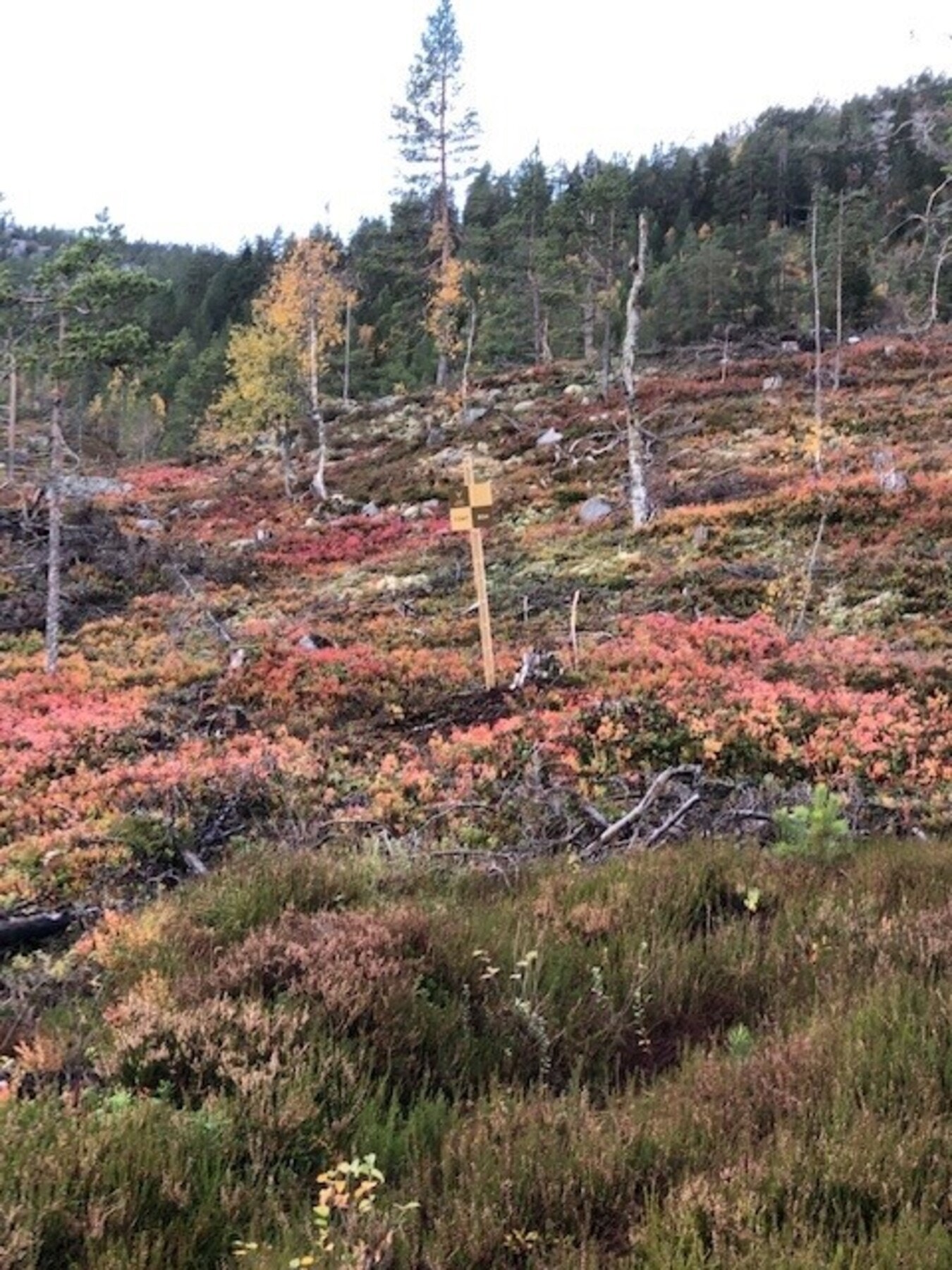 Foto fra tomtefeltet Galleribilde