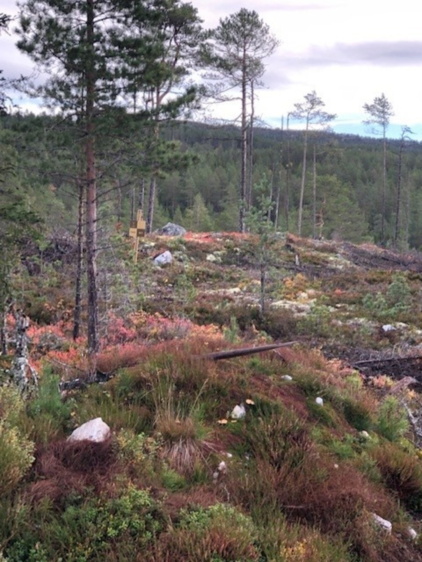 Foto fra tomtefeltet Galleribilde