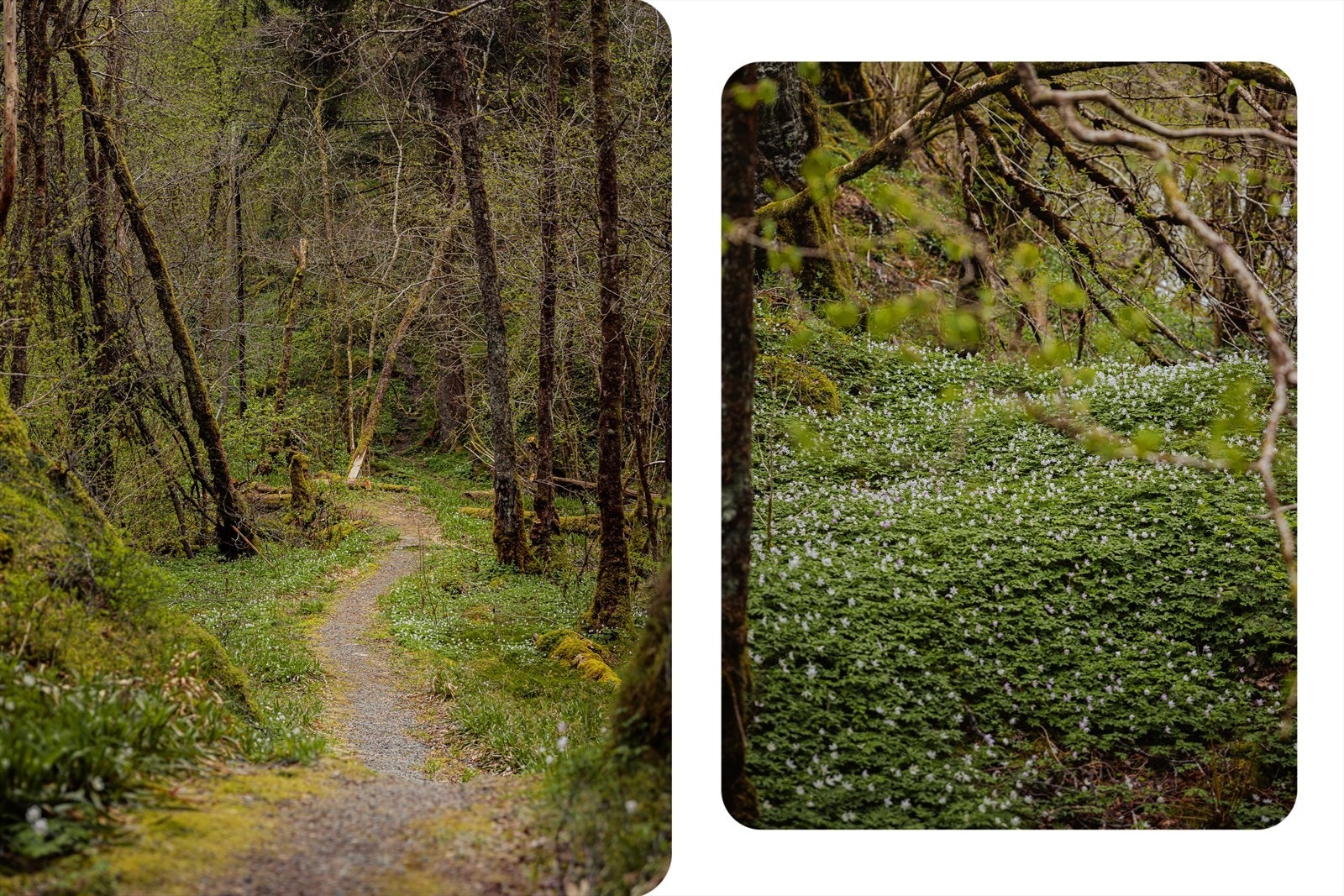 Bilde fra stien mellom parkeringsplassen og hytten. Galleribilde