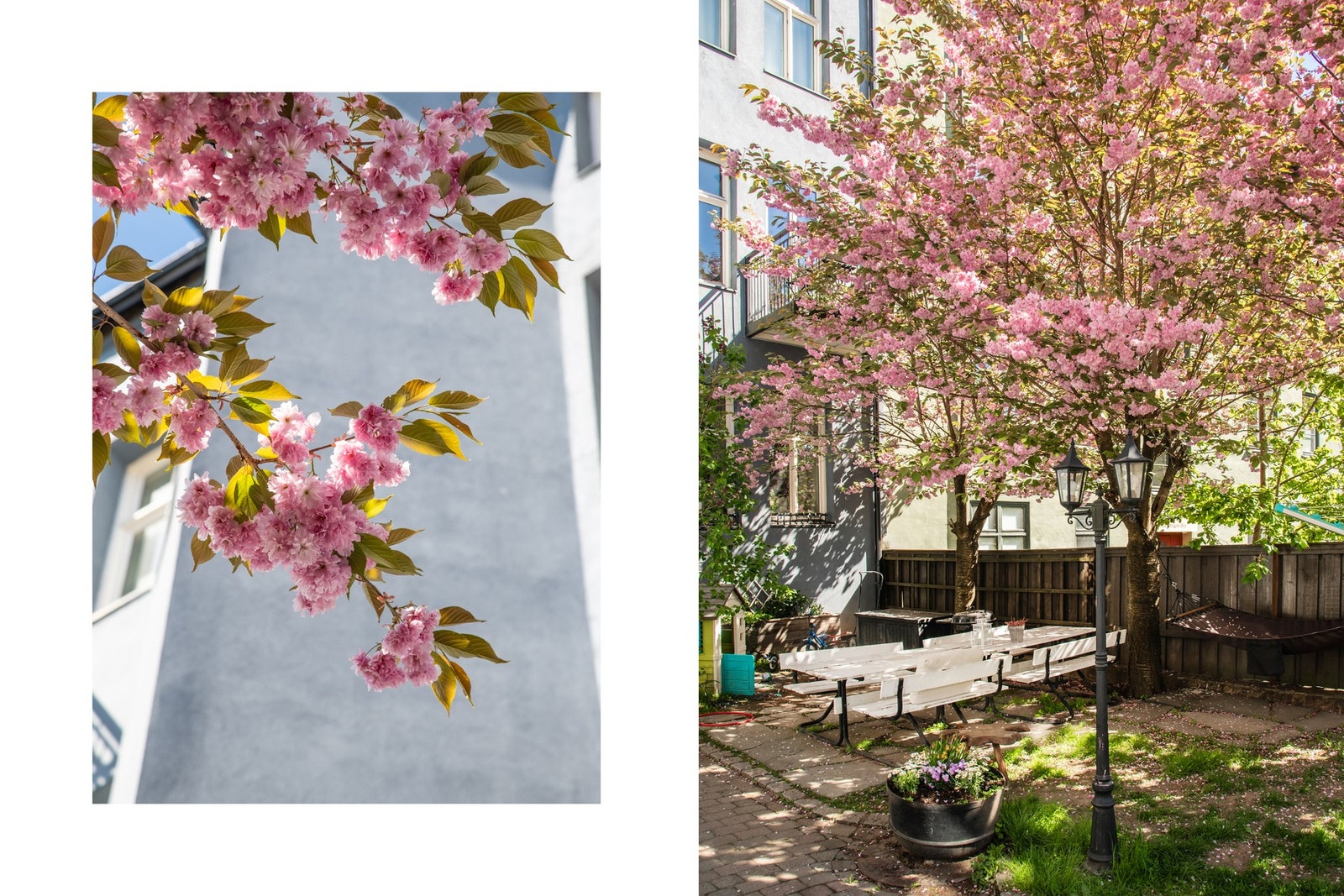 Borettslaget har et frodig gårdsrom som kan nytes av beboerne. Galleribilde