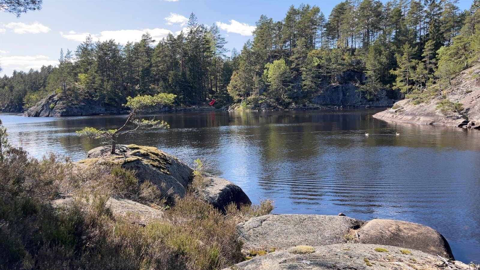 Bilder av mørkvann, som grenser til tilhørende skogspersell. Galleribilde