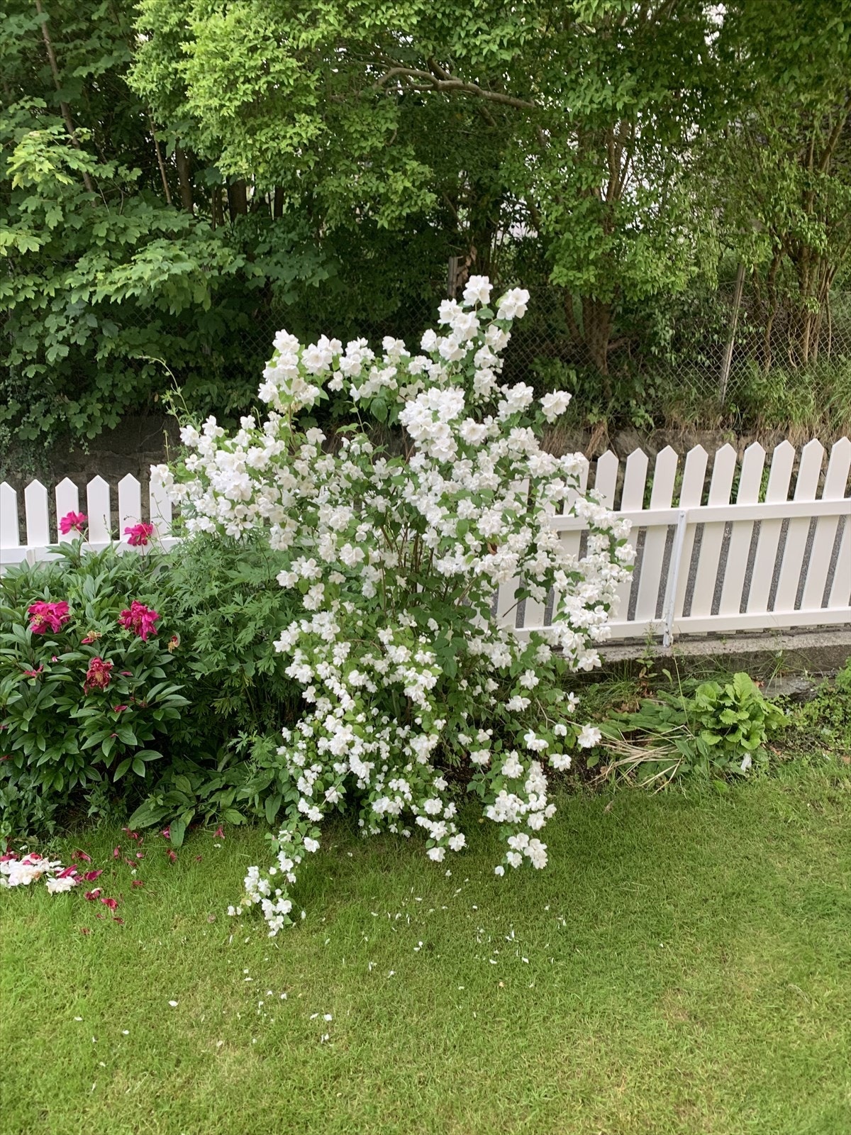 - Selgers bilde. Duftskjersmin blomstrer hvert år estimert midsommer og varer lenge med blomstringen. Se også peonene til venstre - Galleribilde