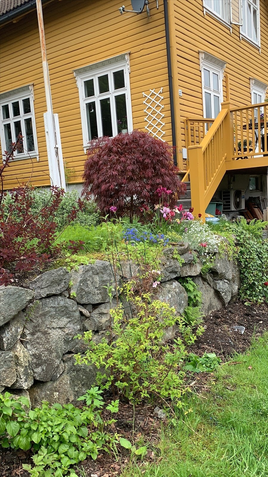 - Selgers bilde. Se stauder som; lønn, bedblomster i blått, rosa, lilla, hvit m.m - Galleribilde