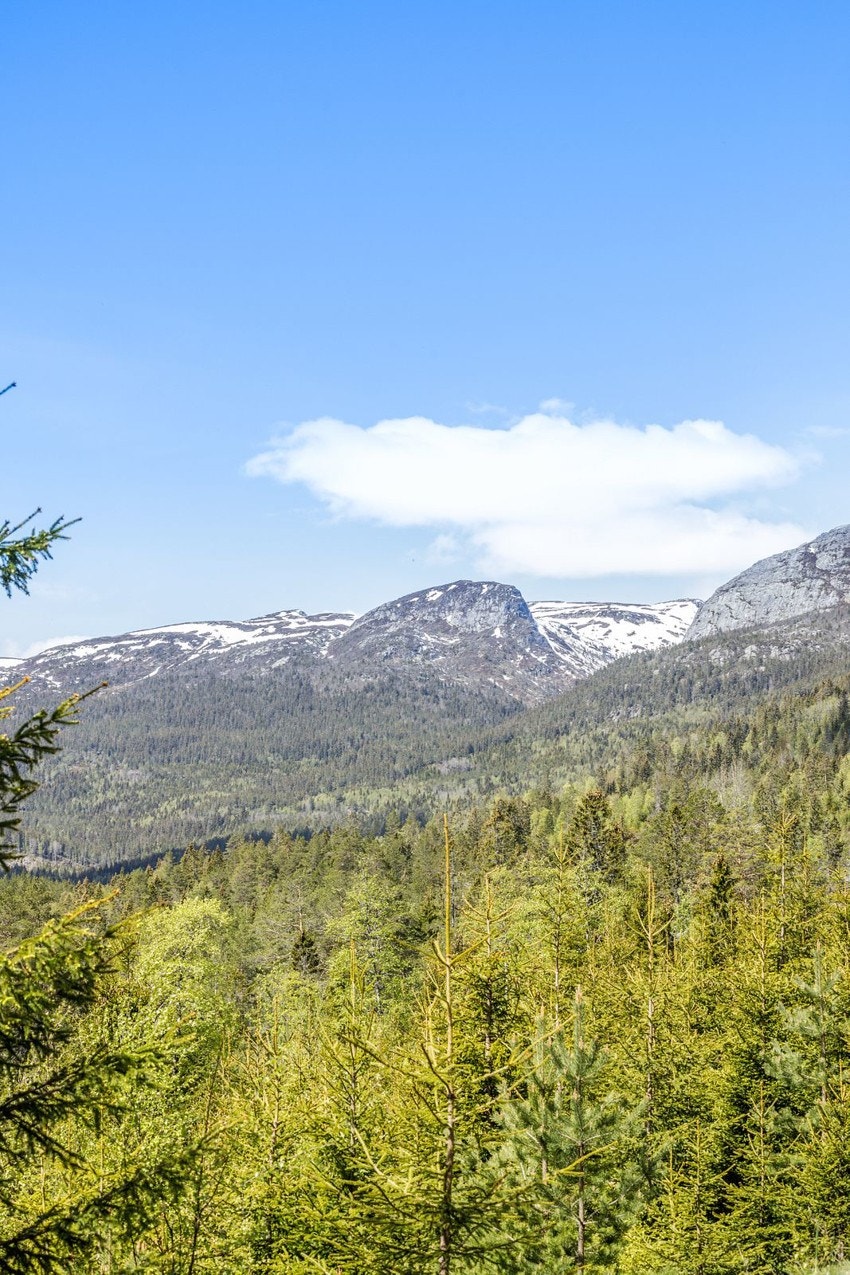 Lifjell natur Galleribilde