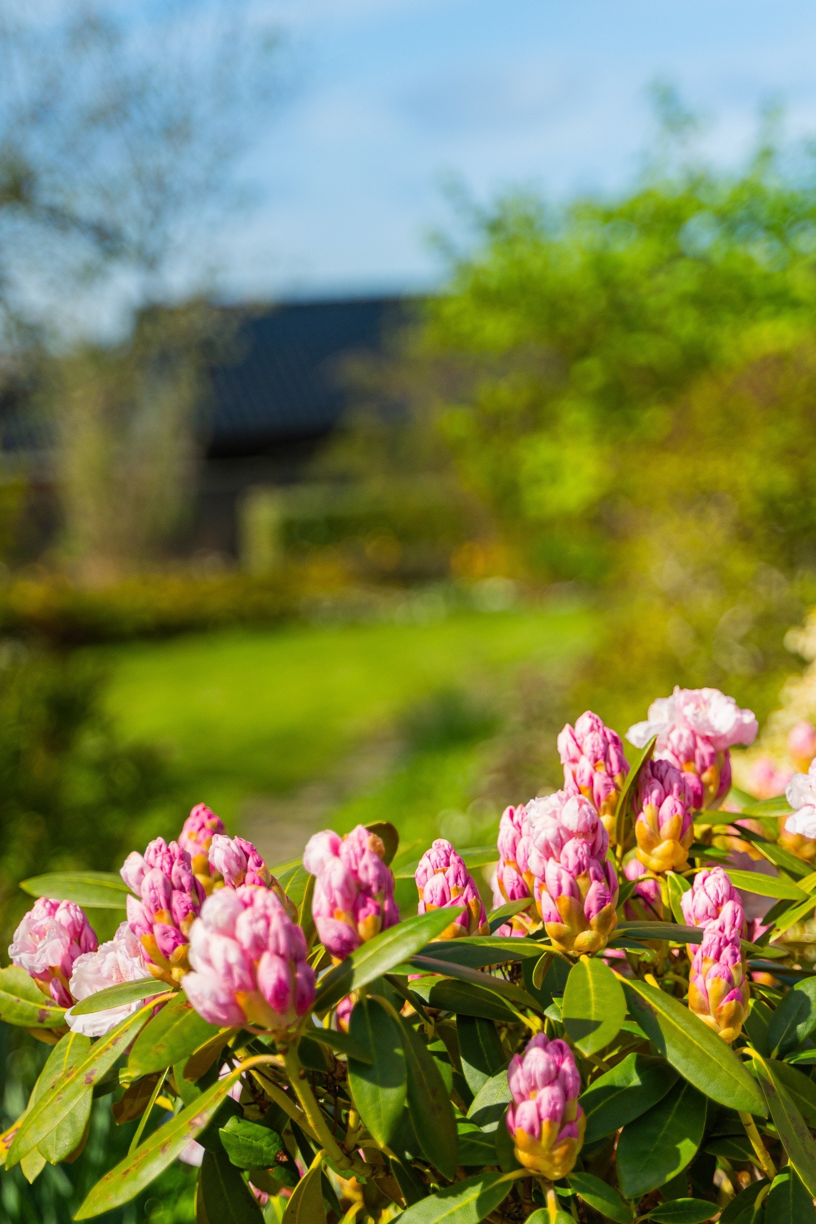 Hagen er insektvennlig med rik og variert blomstring i hele sesongen. Galleribilde