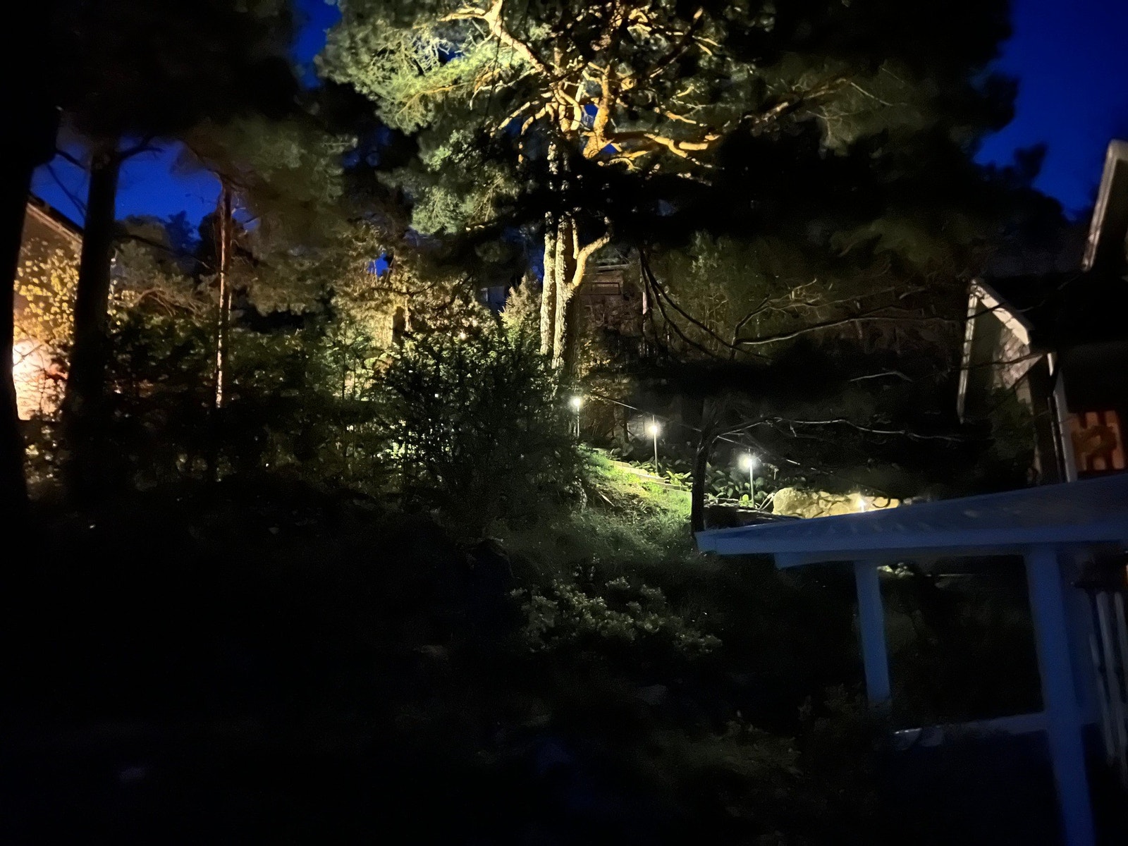 Kveldsbelysning. Galleribilde