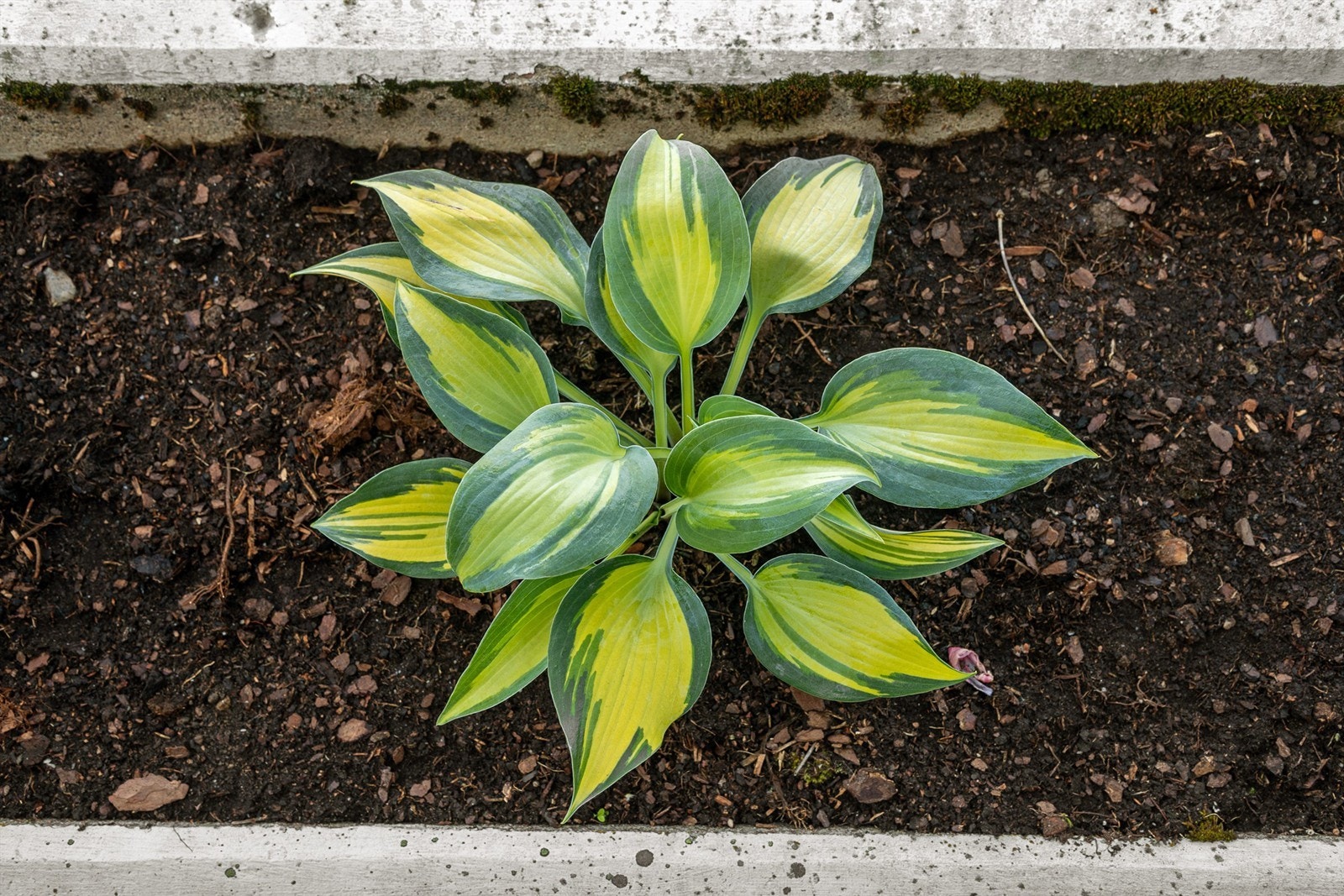 Det er store plantekasser på terrassen med plass til blomster etter eget ønske Galleribilde
