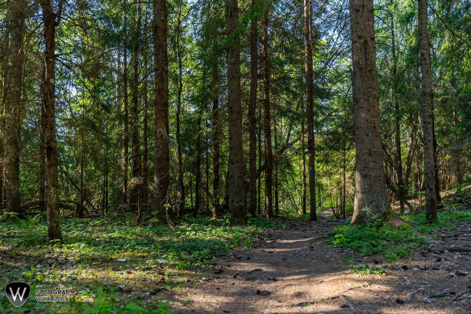 Konnerud byr på mange fine turmuligheter. Galleribilde