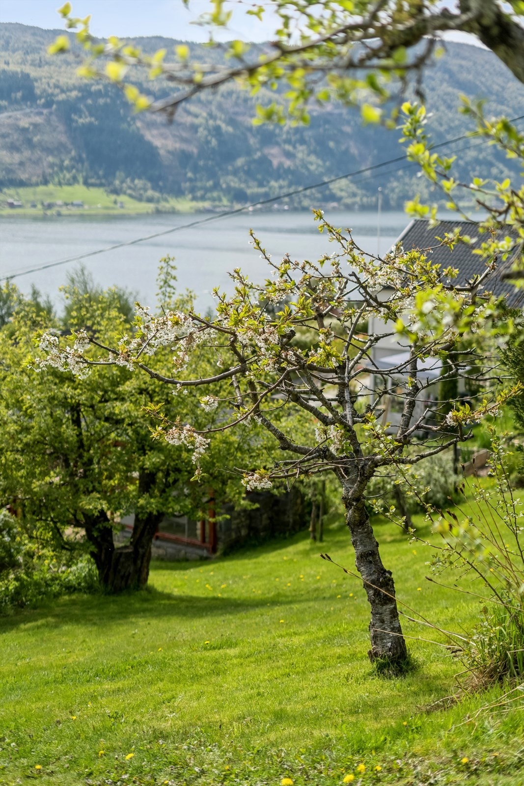 Bakhagen bugnar av frukt og grønt - og blir som ei lita oase sommarstid. Galleribilde