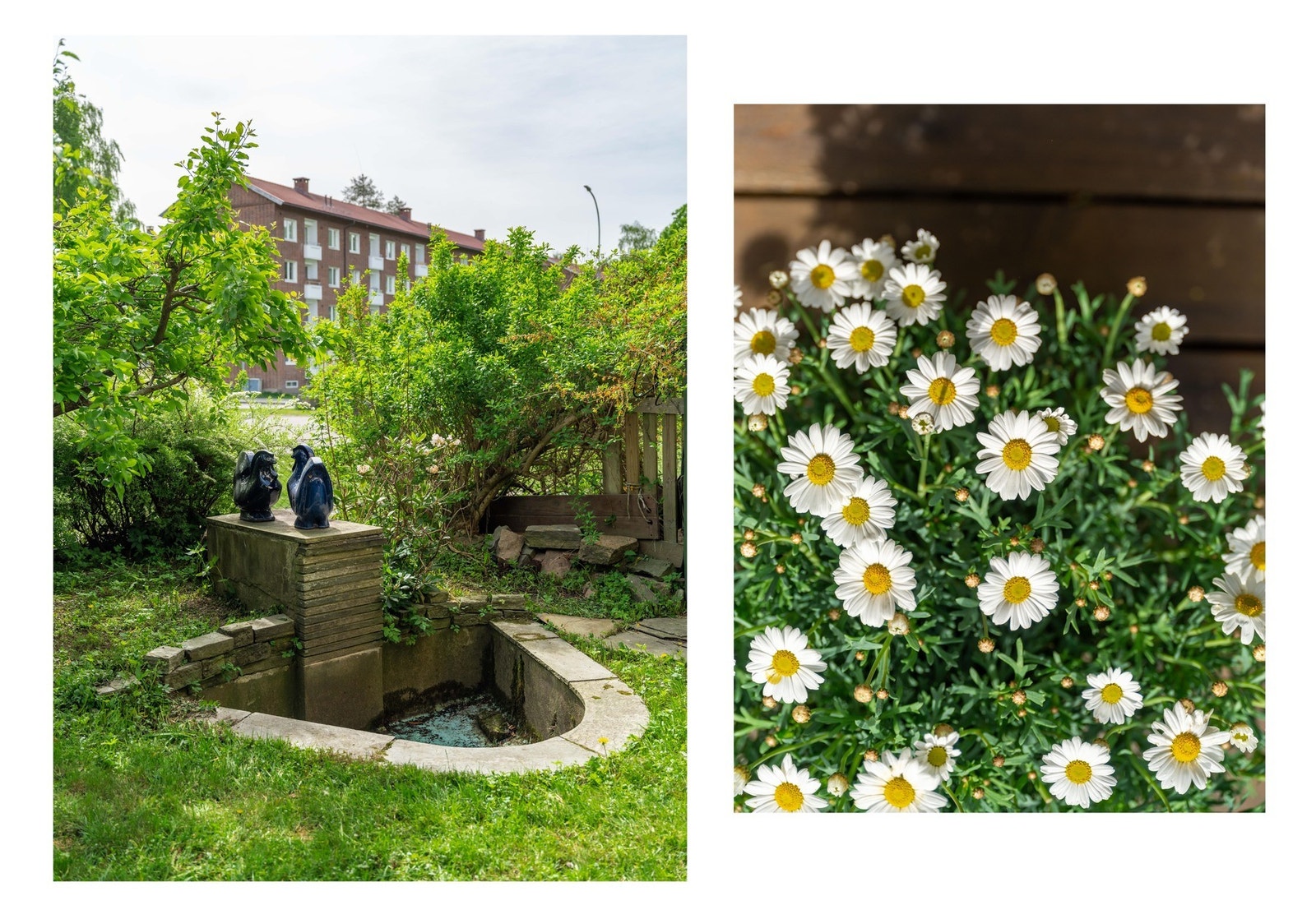 Og et nærbilde av Margeritter! Galleribilde