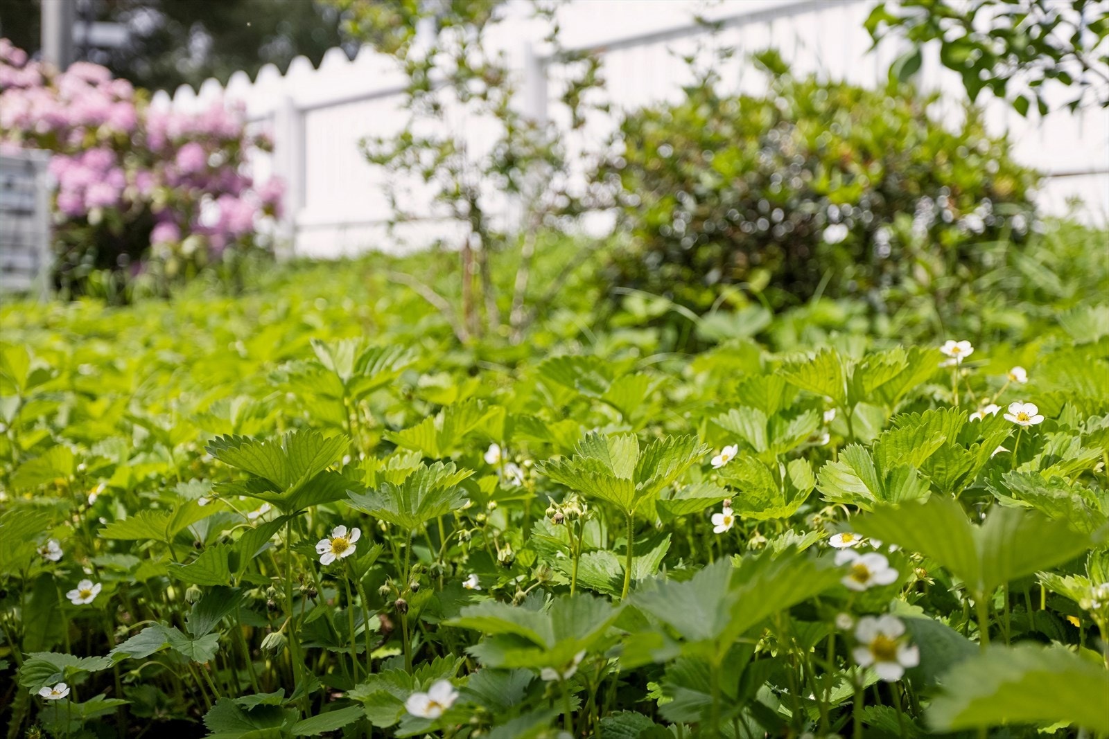 Hagen byr på jordbær i tillegg til flotte bedd og annen beplantning. Galleribilde