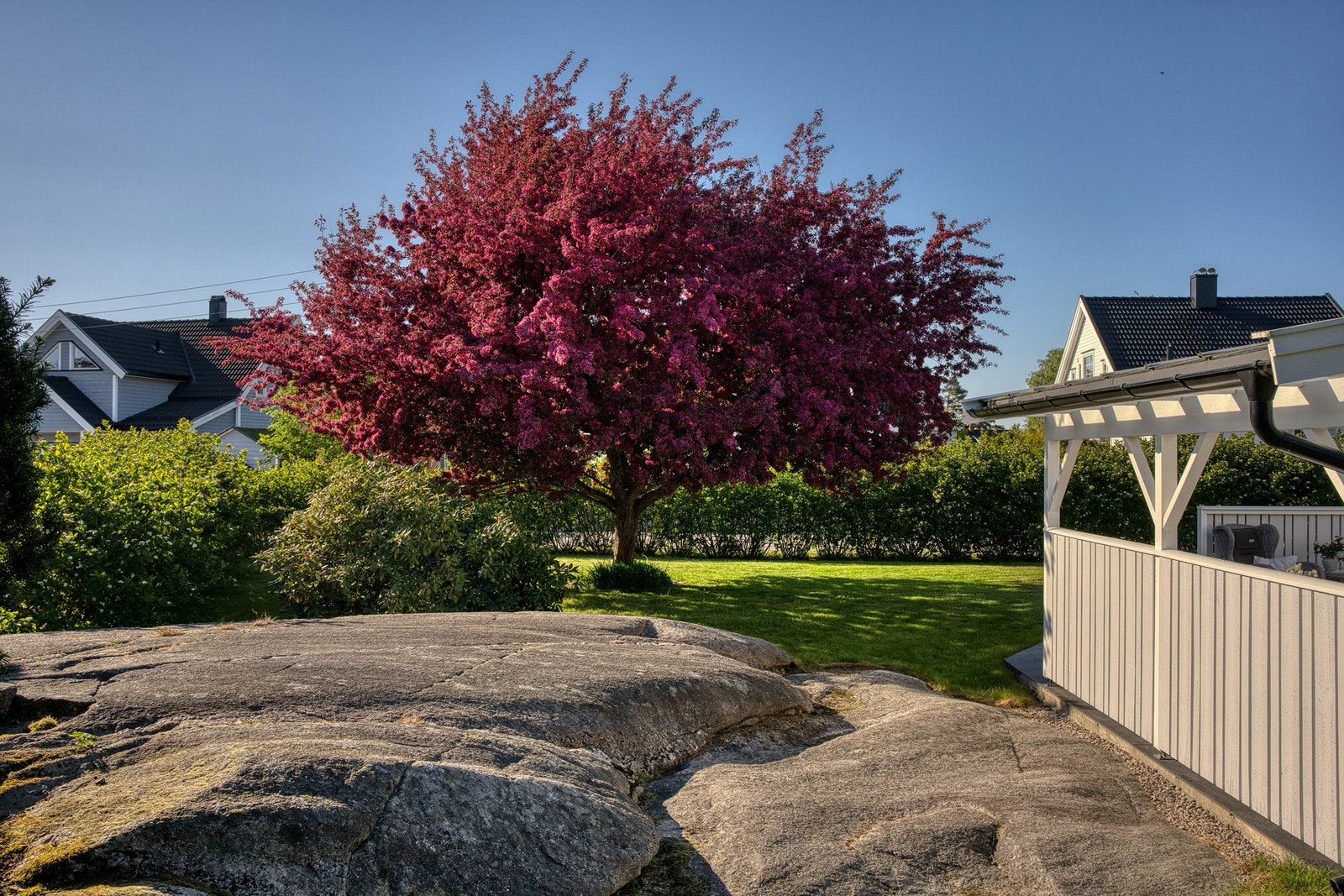 Prikken over i-en i hagen - kanskje Saltnes sitt flotteste tre? Galleribilde