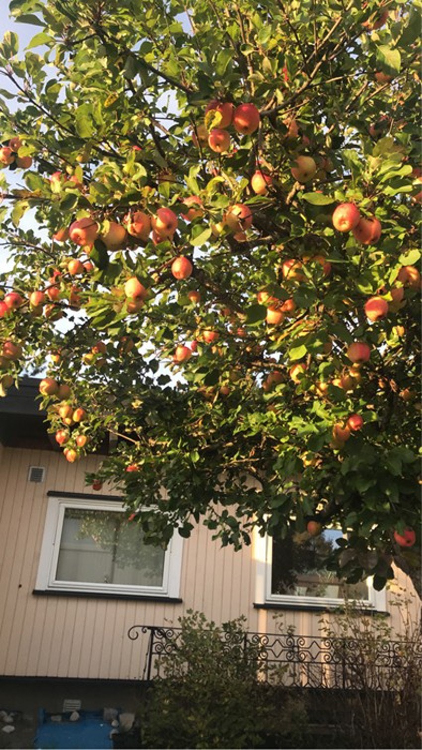 Privat bilde, epletreet i atrium gir fantastisk mengde frukter. Galleribilde