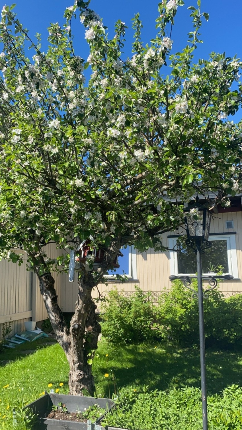 Privat bilde, nydelig blomster når epletreet står i flor. Galleribilde