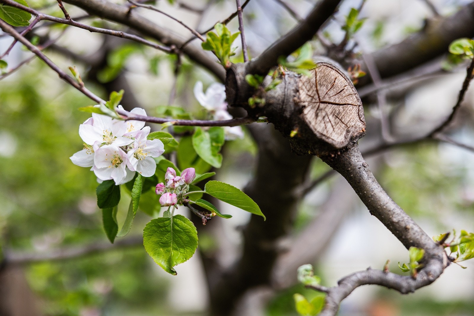 Detalj av vårblomstene i bakgården. Galleribilde